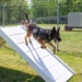 A day in the life of a military working dog