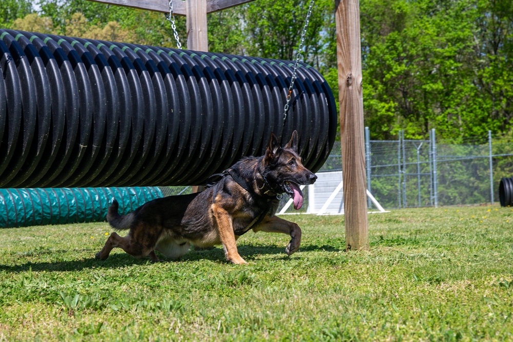 A day in the life of a military working dog