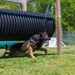 A day in the life of a military working dog