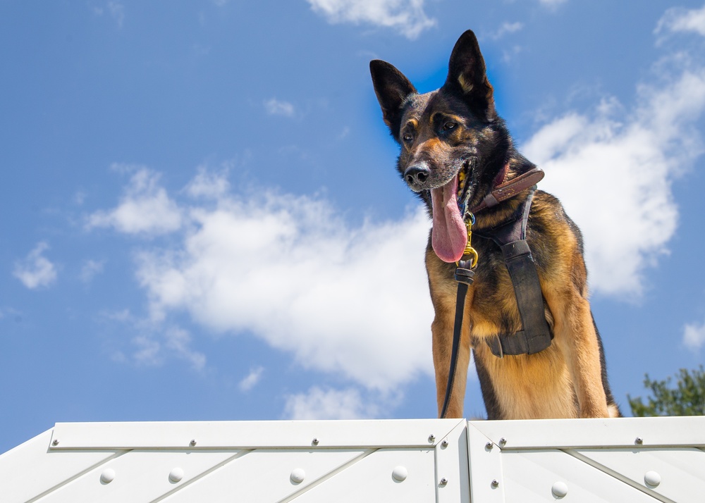 A day in the life of a military working dog