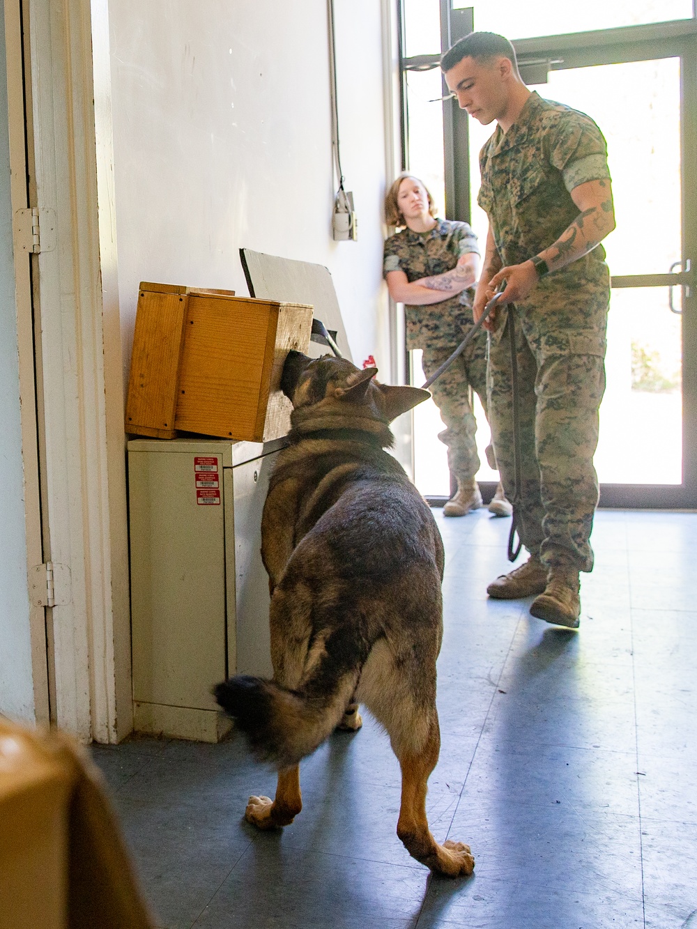 A day in the life of a military working dog