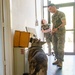 A day in the life of a military working dog