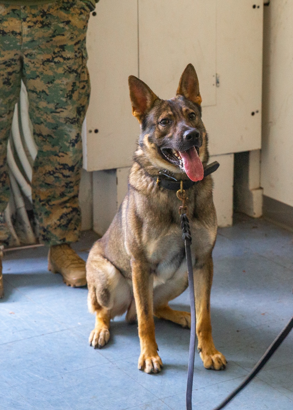 A day in the life of a military working dog