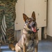 A day in the life of a military working dog