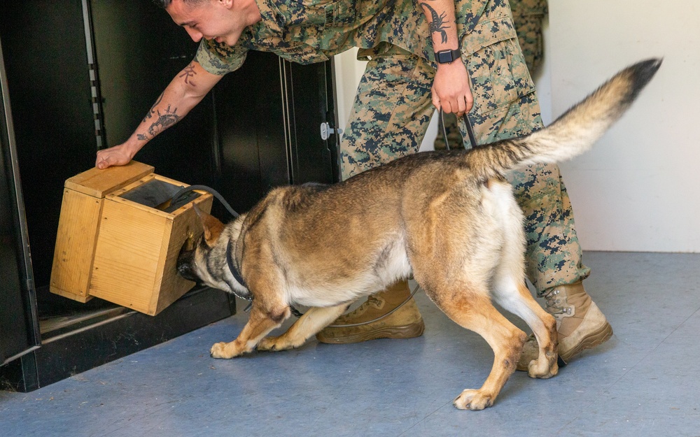 A day in the life of a military working dog