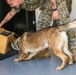 A day in the life of a military working dog