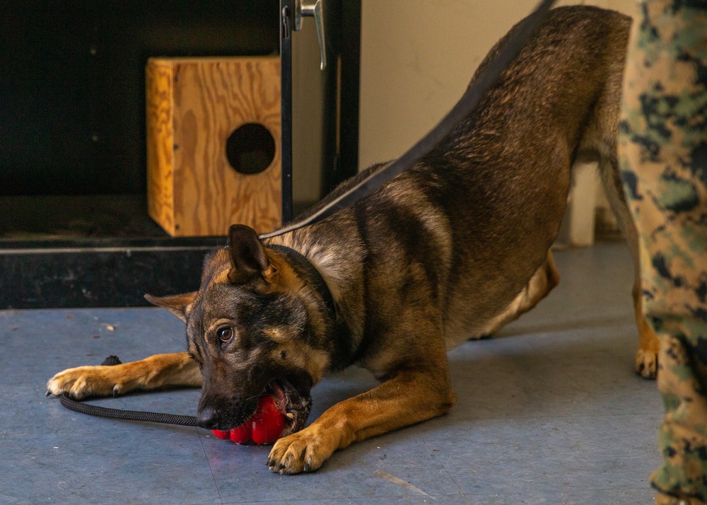 A day in the life of a military working dog