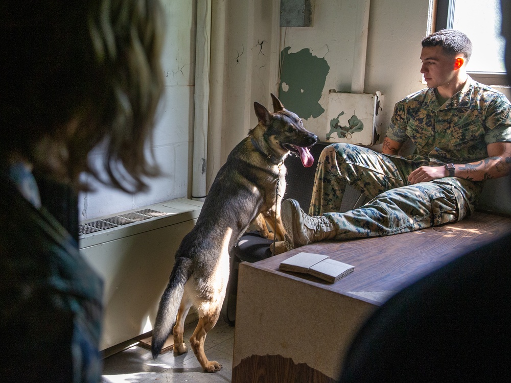 A day in the life of a military working dog