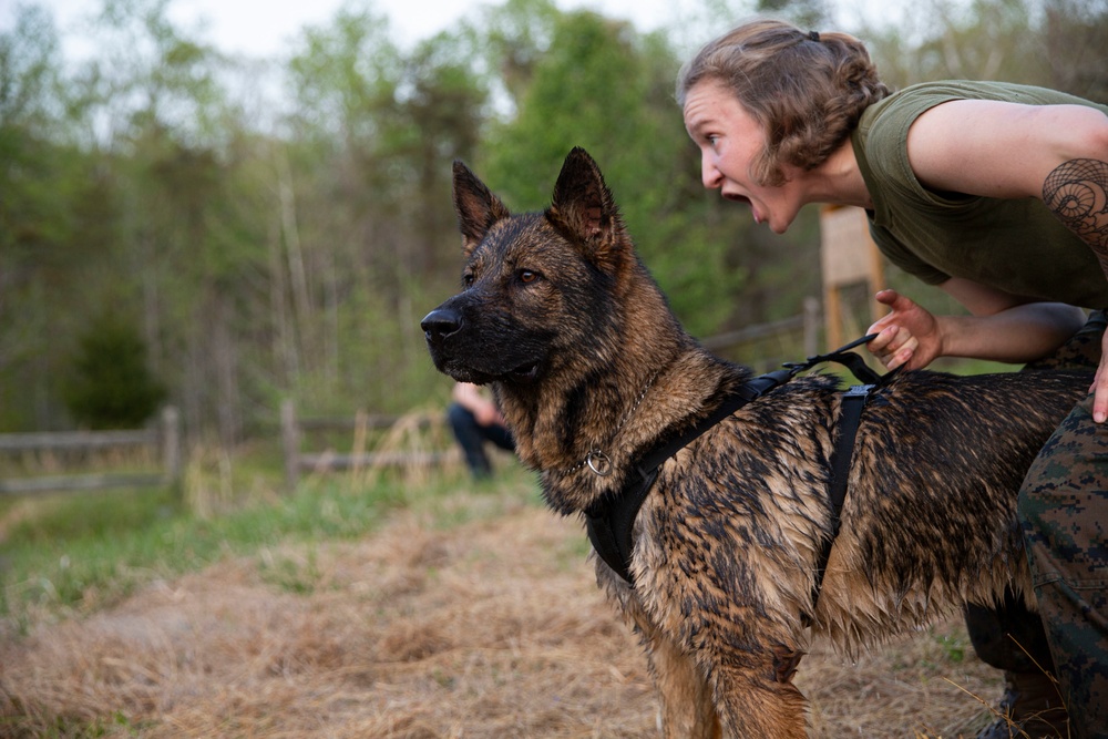 Marines of the Crossroads: Cpl. Cierra Smith, MWD handler