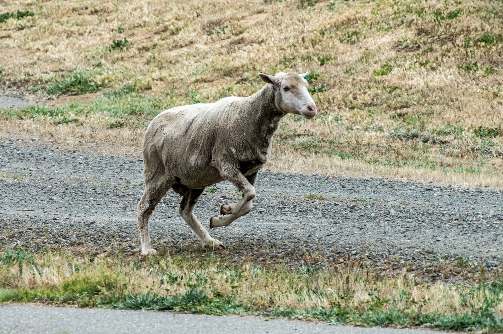 Sheep Mitigation at Travis AFB