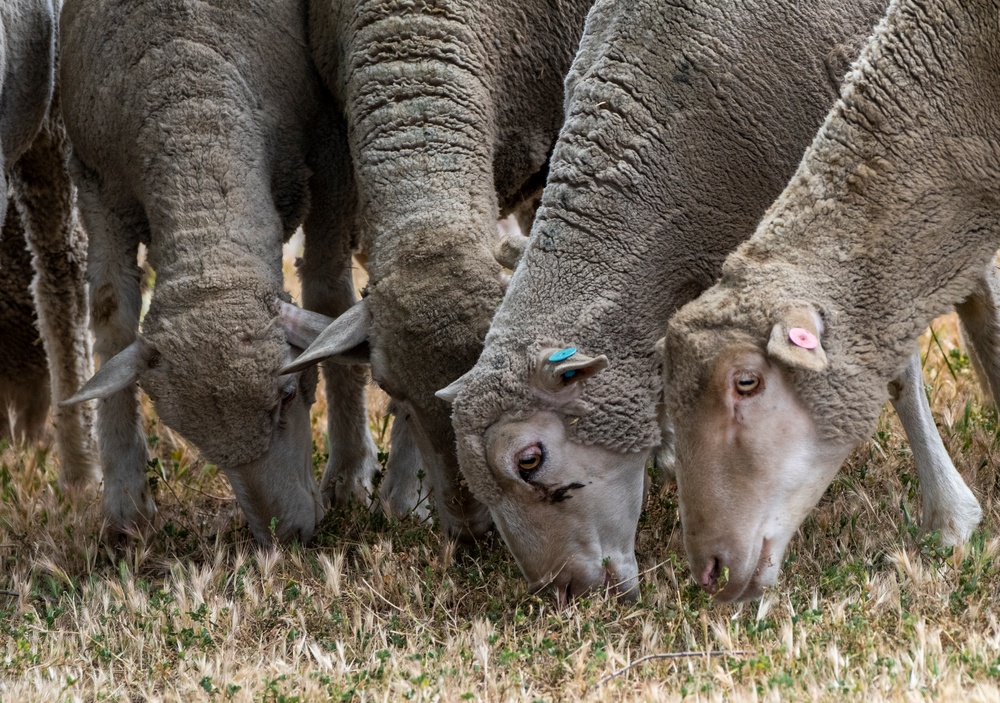 Sheep Mitigation at Travis AFB