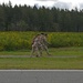 JBLM honors National Police Week