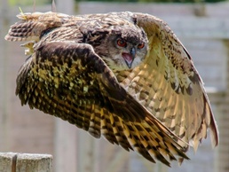 U.S. military Natural Resources Management program protects species in South Korea