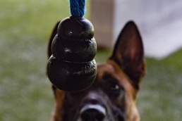 23 SFS welcomes new K-9