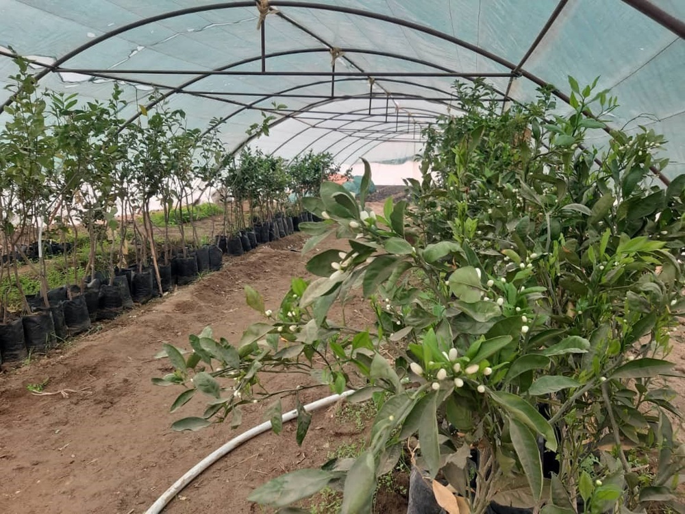 Refurbished greenhouse in Deir ez-Zour