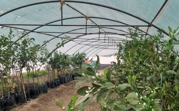 Refurbished greenhouse in Deir ez-Zour