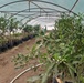 Refurbished greenhouse in Deir ez-Zour