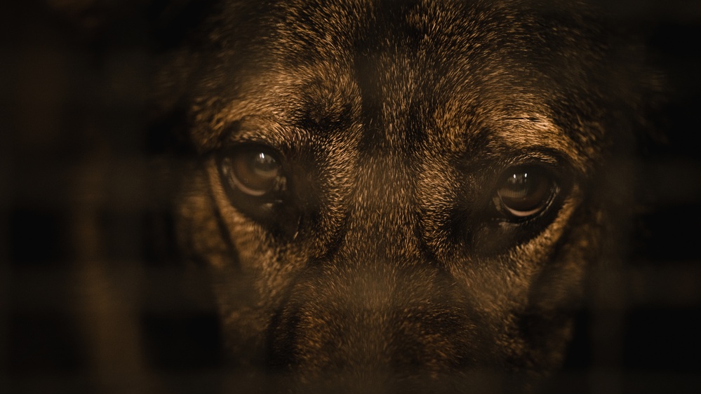 Military working dog unit performs demo for community members at MacDill