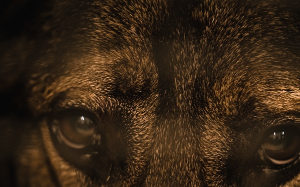 Military working dog unit performs demo for community members at MacDill