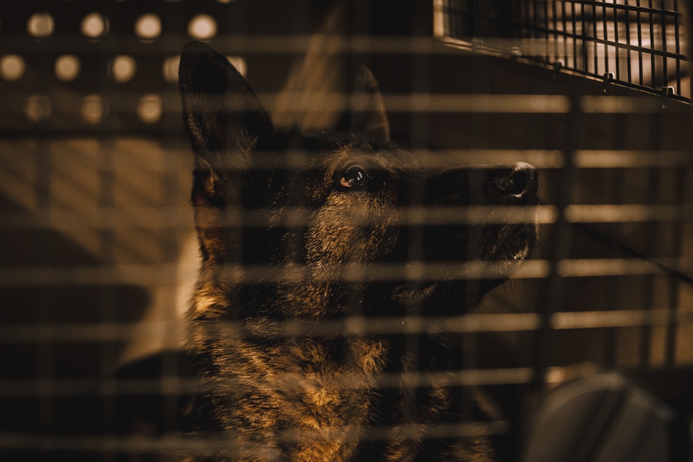 Military working dog unit performs demo for community members at MacDill