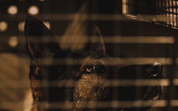 Military working dog unit performs demo for community members at MacDill
