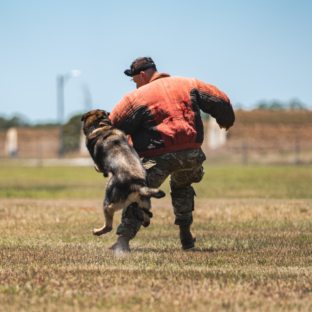 Military working dog unit performs demo for community members at MacDill