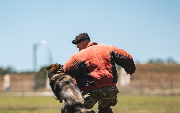 Military working dog unit performs demo for community members at MacDill