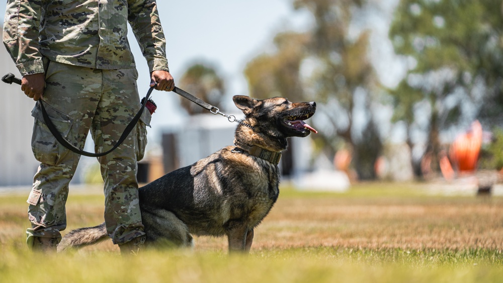 Military working dog unit performs demo for community members at MacDill