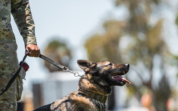 Military working dog unit performs demo for community members at MacDill