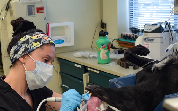 Moody VTF cares for MWDs, pets