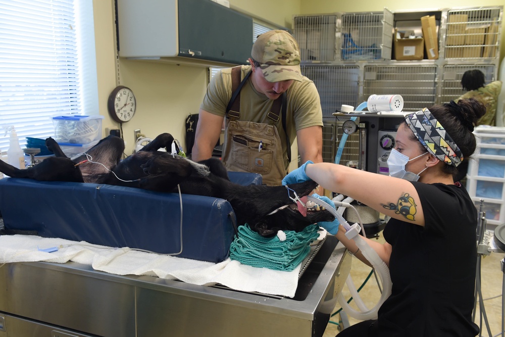 Moody VTF cares for MWDs, pets