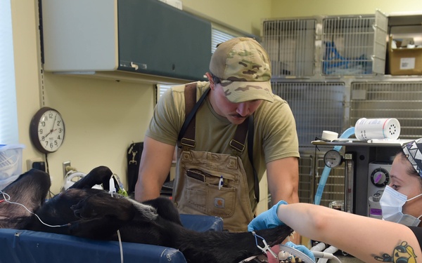 Moody VTF cares for MWDs, pets