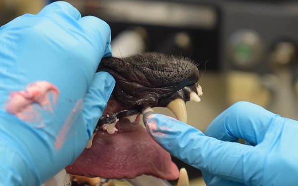 Moody VTF cares for MWDs, pets