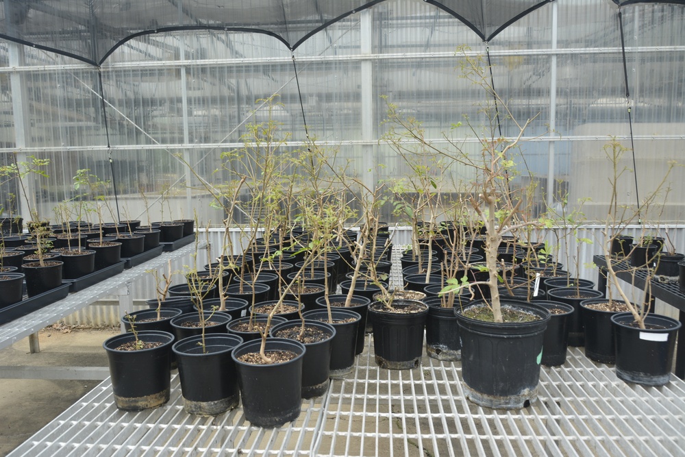 ERDC, district researching effectiveness of biocontrol of invasive tree in south Texas