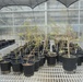 ERDC, district researching effectiveness of biocontrol of invasive tree in south Texas