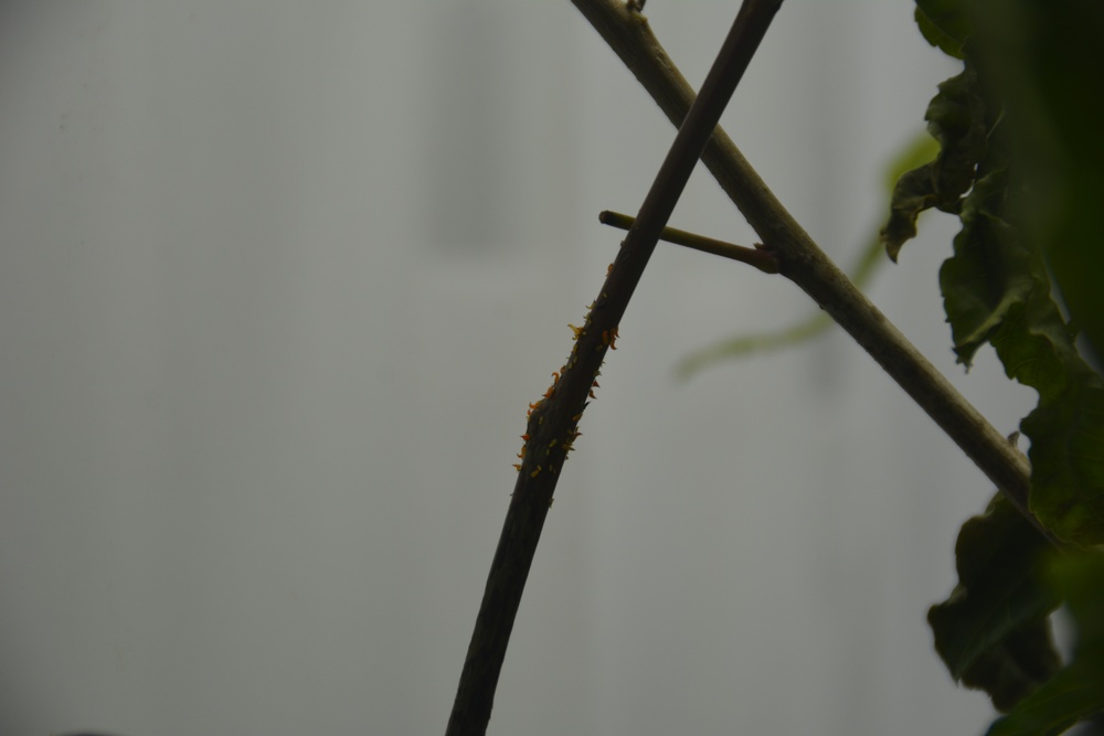 ERDC, district researching effectiveness of biocontrol of invasive tree in south Texas