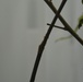 ERDC, district researching effectiveness of biocontrol of invasive tree in south Texas