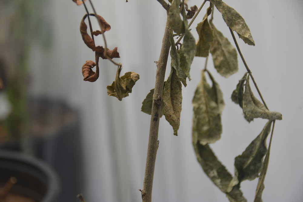 ERDC, district researching effectiveness of biocontrol of invasive tree in south Texas