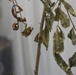 ERDC, district researching effectiveness of biocontrol of invasive tree in south Texas