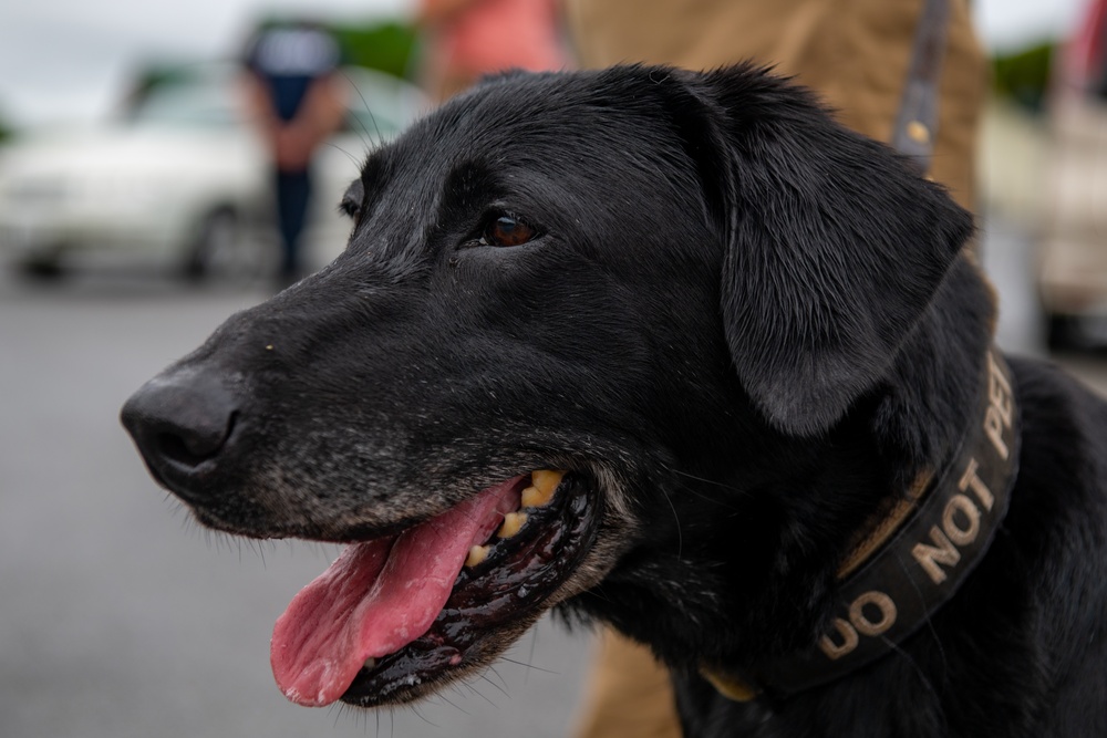 Sniffing out danger at Okuma