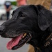 Sniffing out danger at Okuma