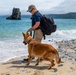 Sniffing out danger at Okuma