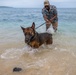 Sniffing out danger at Okuma