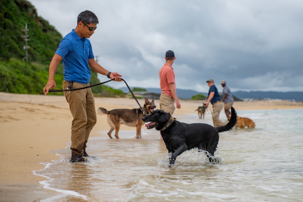 Sniffing out danger at Okuma