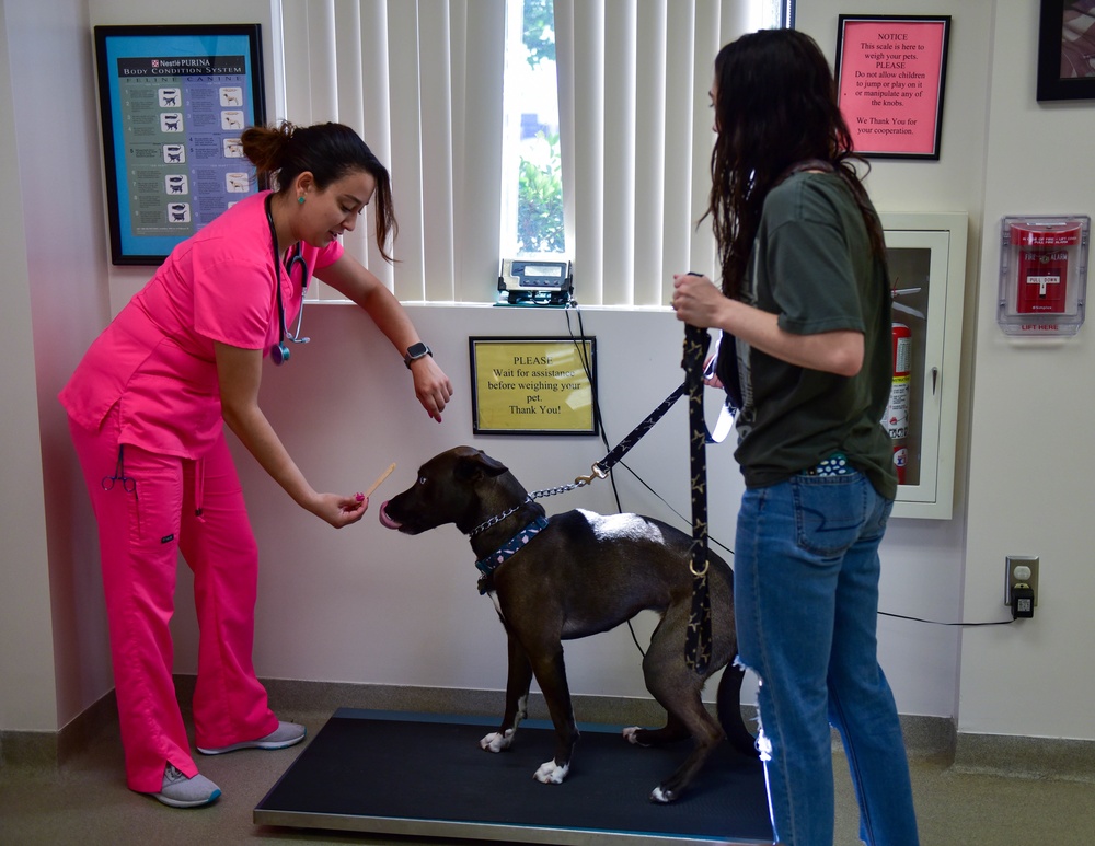 SJAFB Vet Clinic; Keeping MWDS, pets healthy