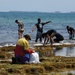 HIJIKI-GARI: COURTNEY OPENS BEACH FOR SEAWEED LOVERS