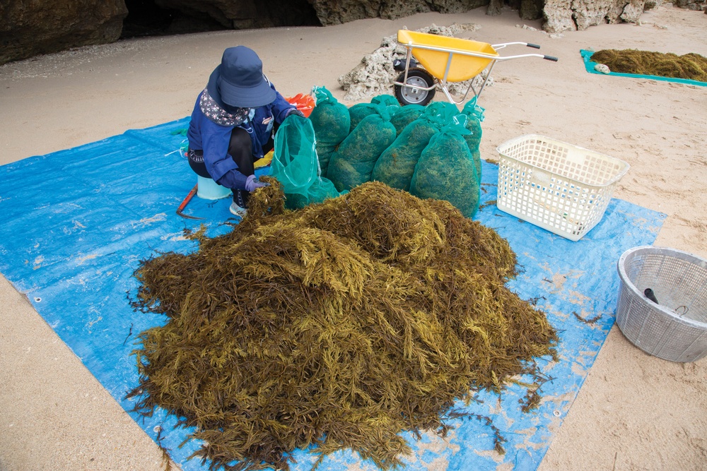 HIJIKI-GARI: COURTNEY OPENS BEACH FOR SEAWEED LOVERS