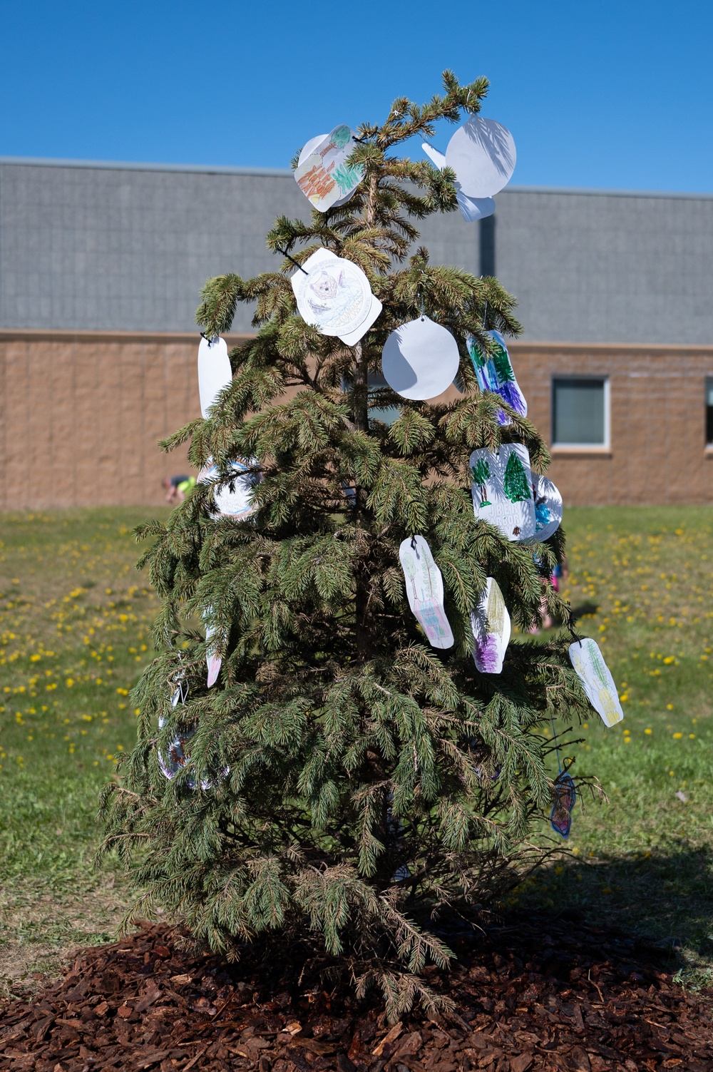 U.S. Army Alaska recognizes Arbor Day by planting spruce tree