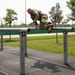 SETAF-AF Best Warrior and Squad competitors conquer the Del Din obstacle course