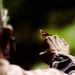 Gold Star Family members release butterflies ahead of Memorial Day